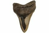 Fossil Megalodon Tooth - North Carolina #199704-1